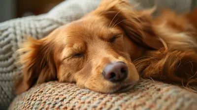 The Role of Pets in Improving Mental Health for Mood Disorder Sufferers