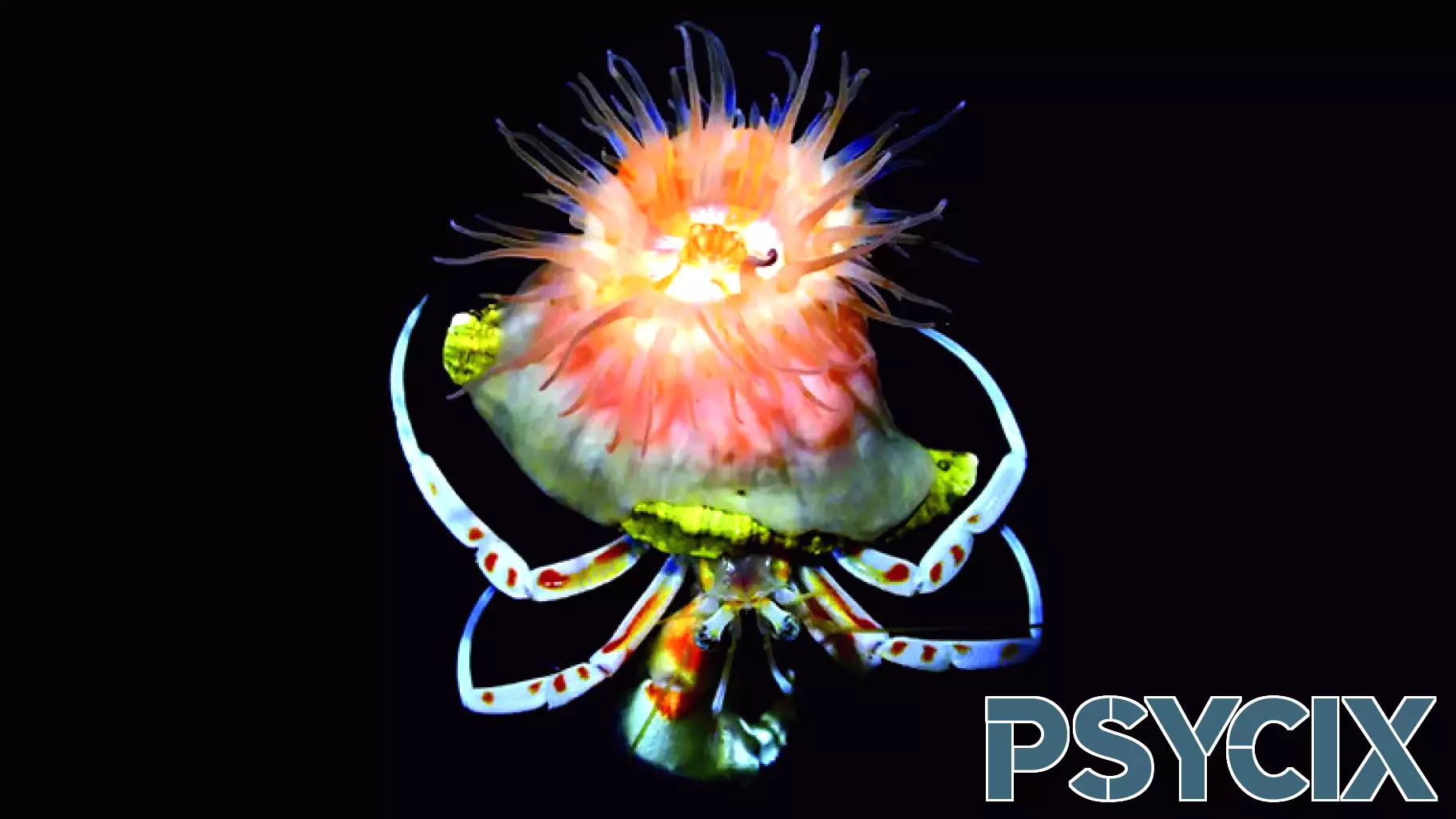 A Colorful Anemone Forms Unique Bonds with Hermit Crabs
