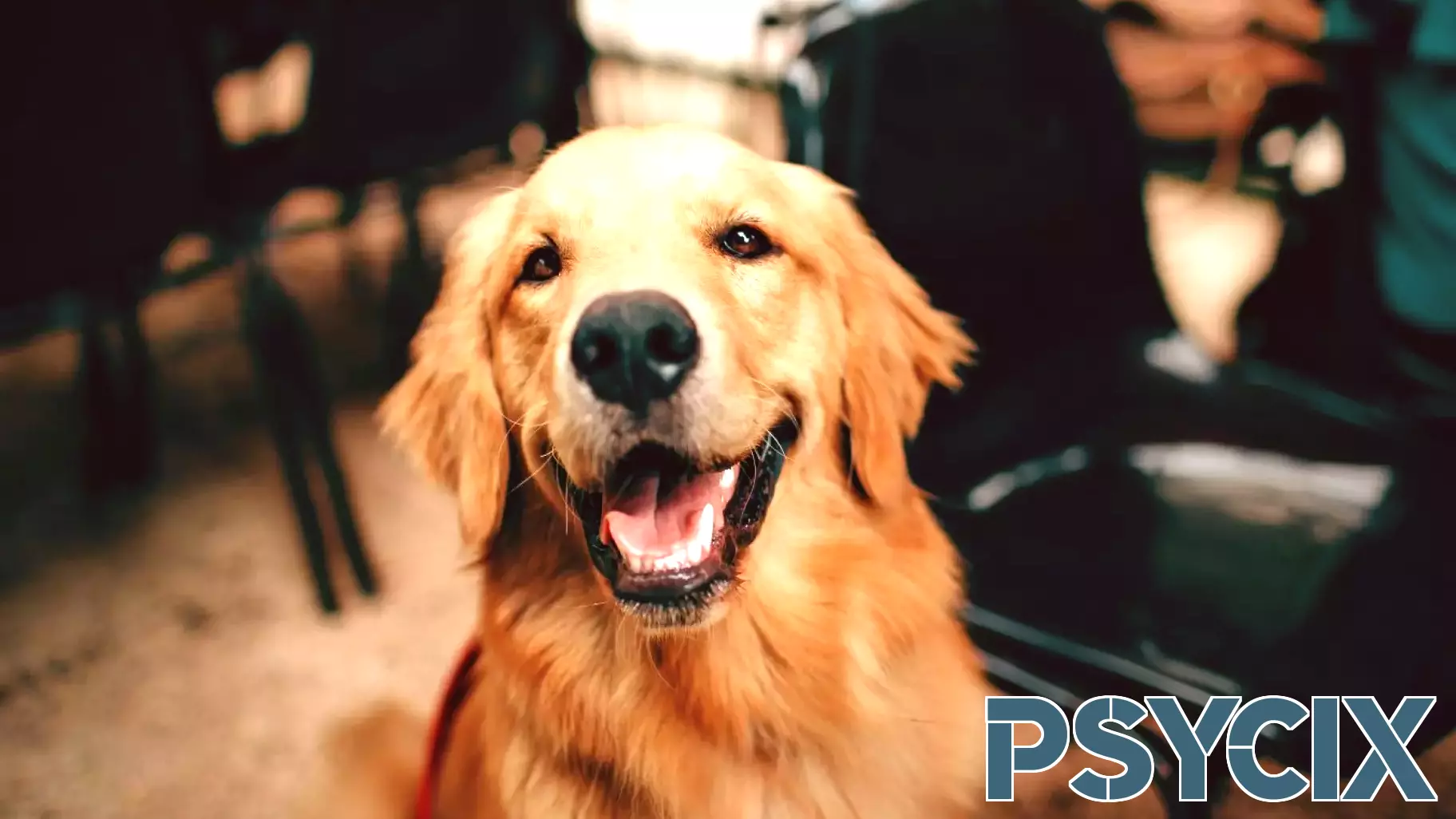 Do Dogs Measure Up to Human Toddlers in Intelligence?