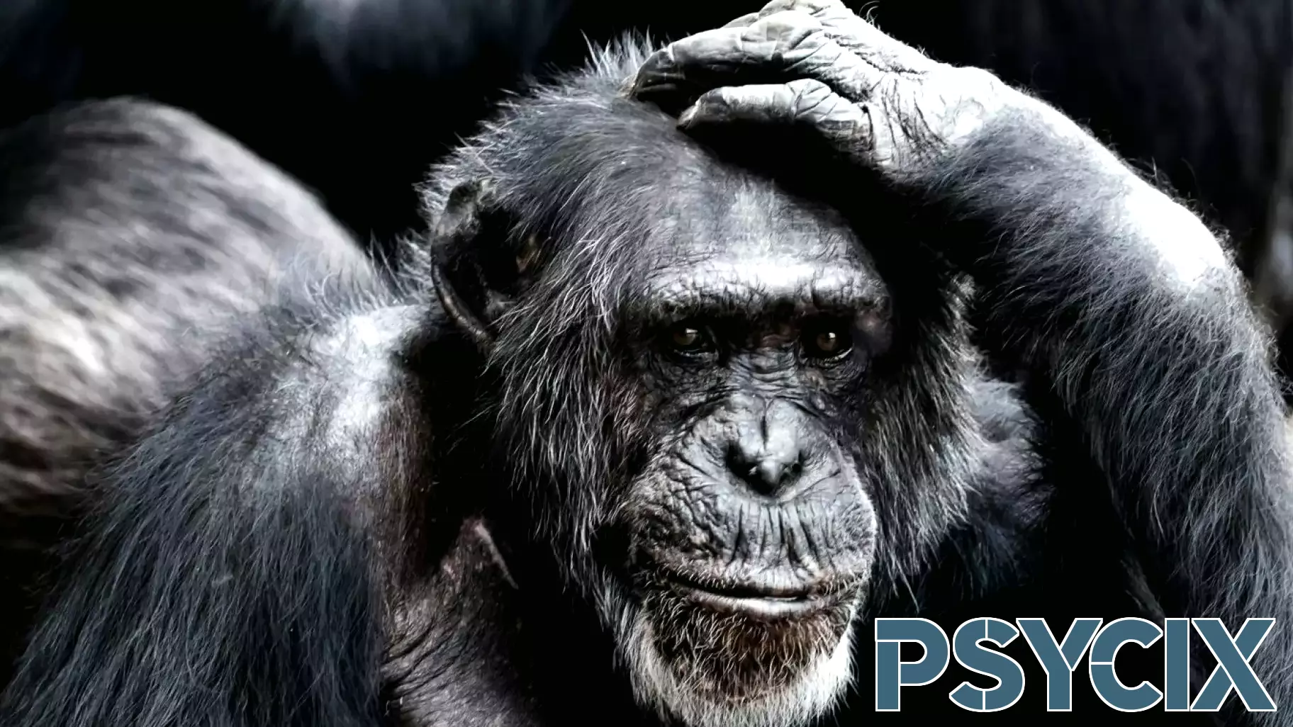 Embracing Animal Sentience: A Call for Unity