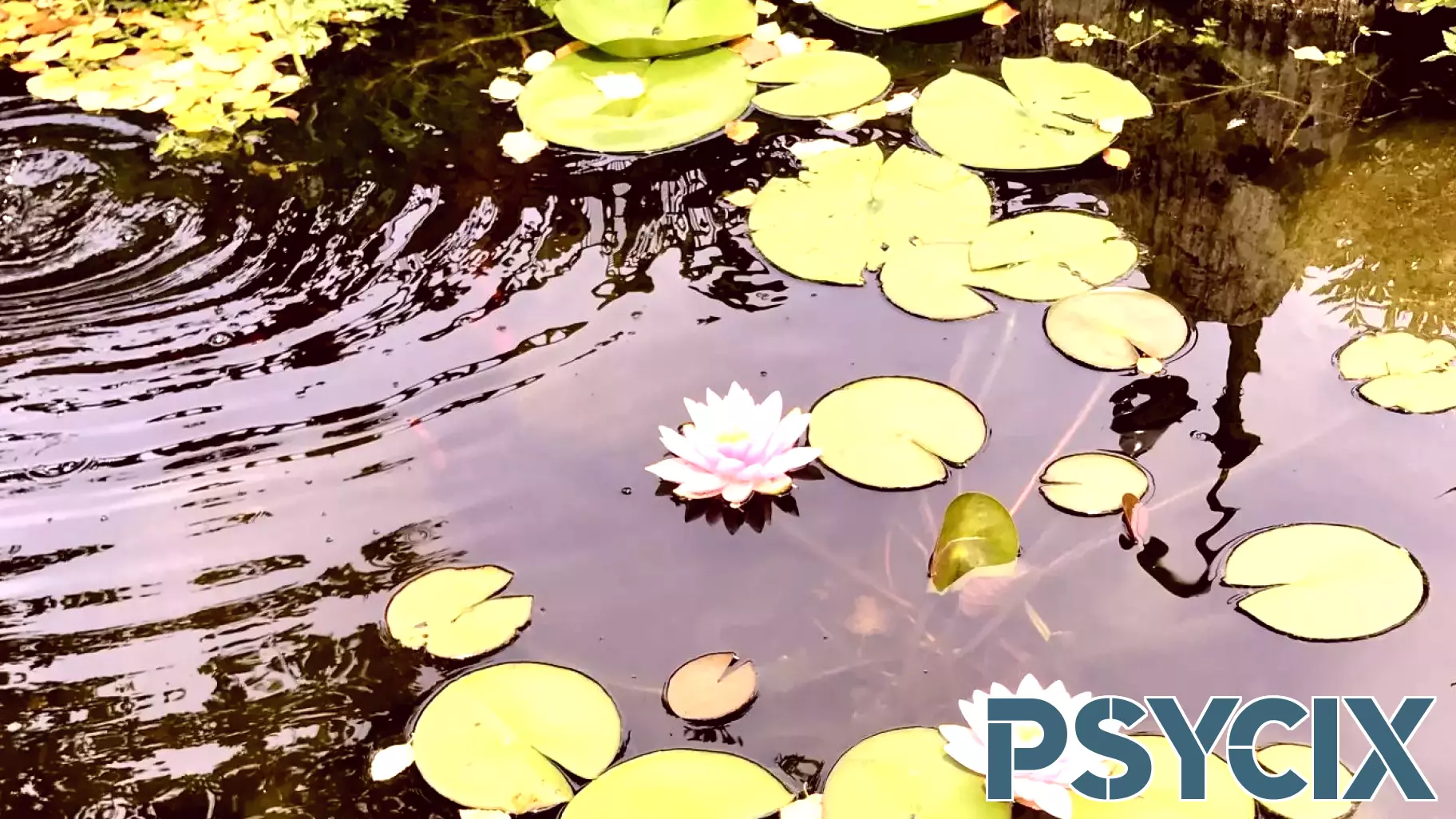 Embracing Mindfulness and Gratitude to Mitigate Political Anger