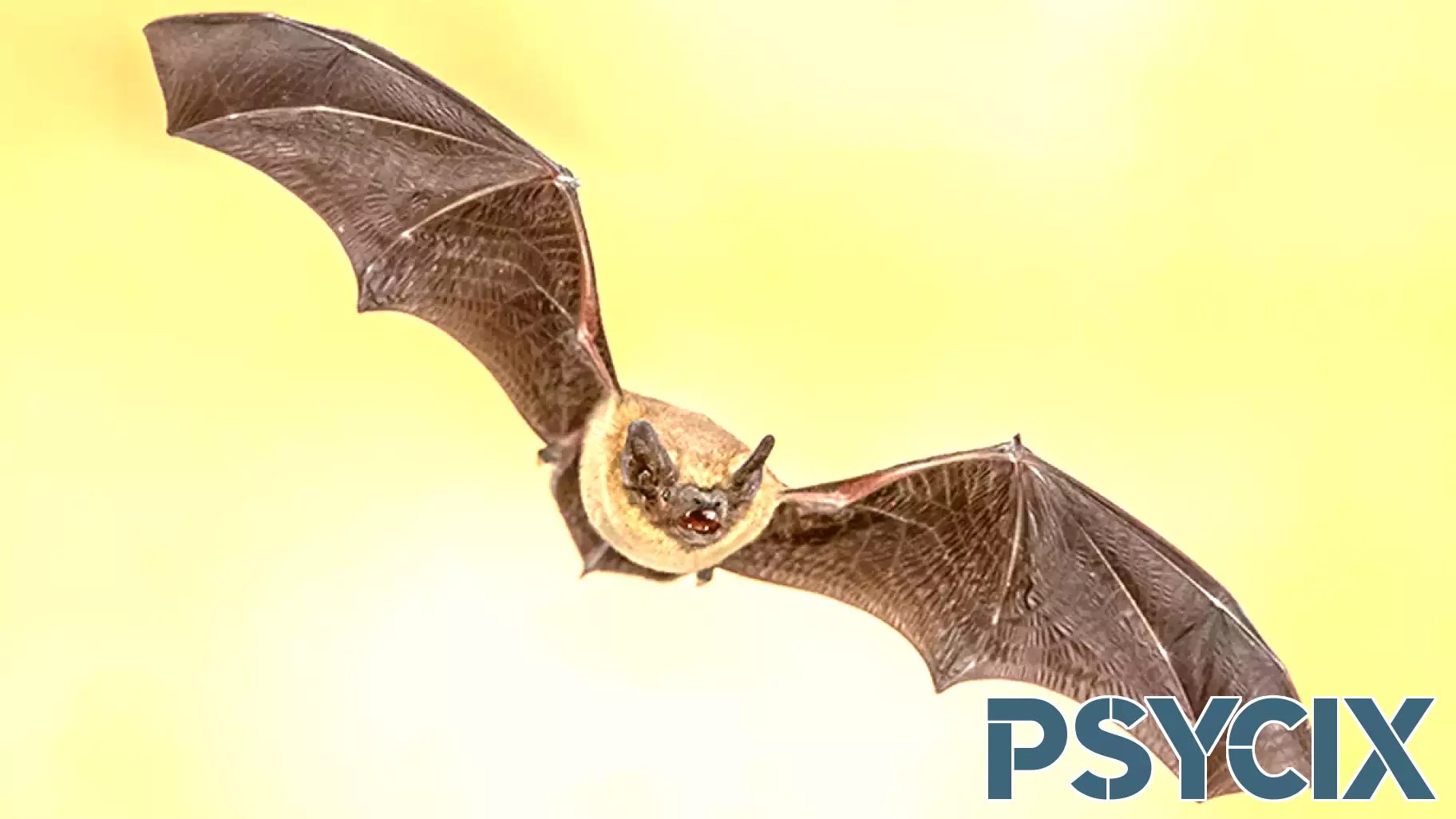 Engineers Build “Bat Accelerator” to Crack Mystery of Stealth Navigation