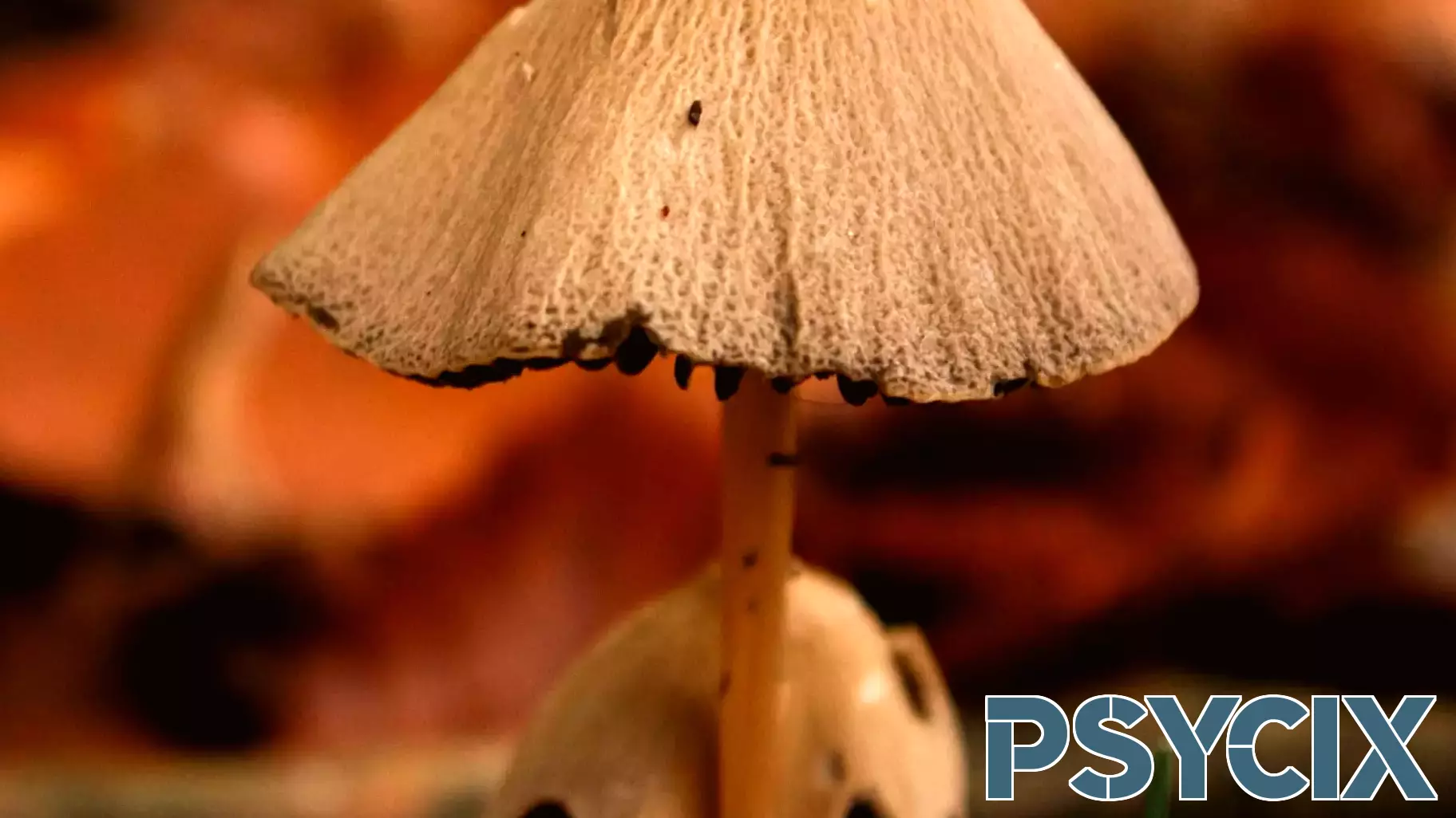 Exploring Cognitive Biases in the Australian Mushroom Murders