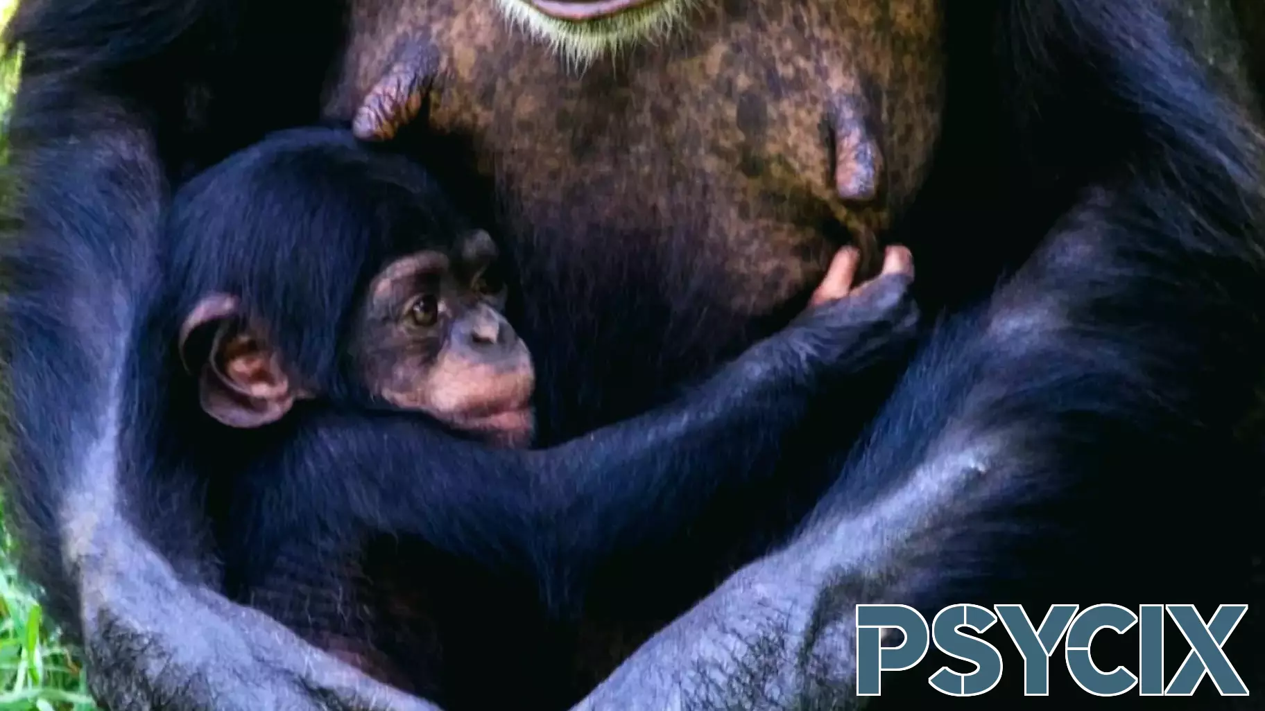 Insights from Chimpanzees: Understanding Human Cognition