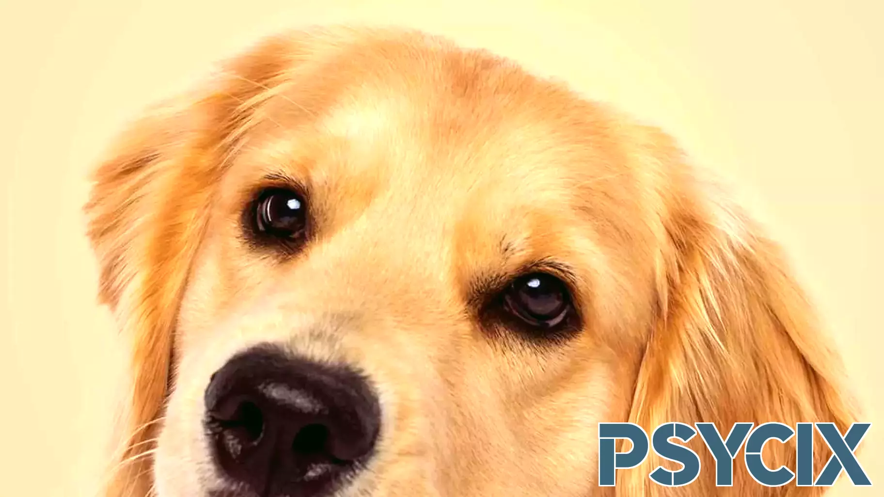 Midday Fix – THINK LIKE A DOG: How Positive Psychology Can Help Your Dog Thrive