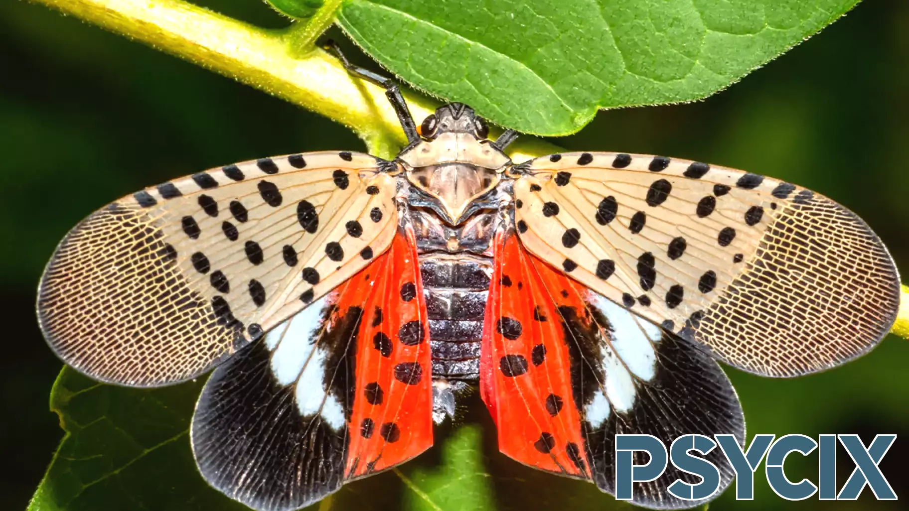 The Crucial Role of Cities in the Lanternfly Invasion