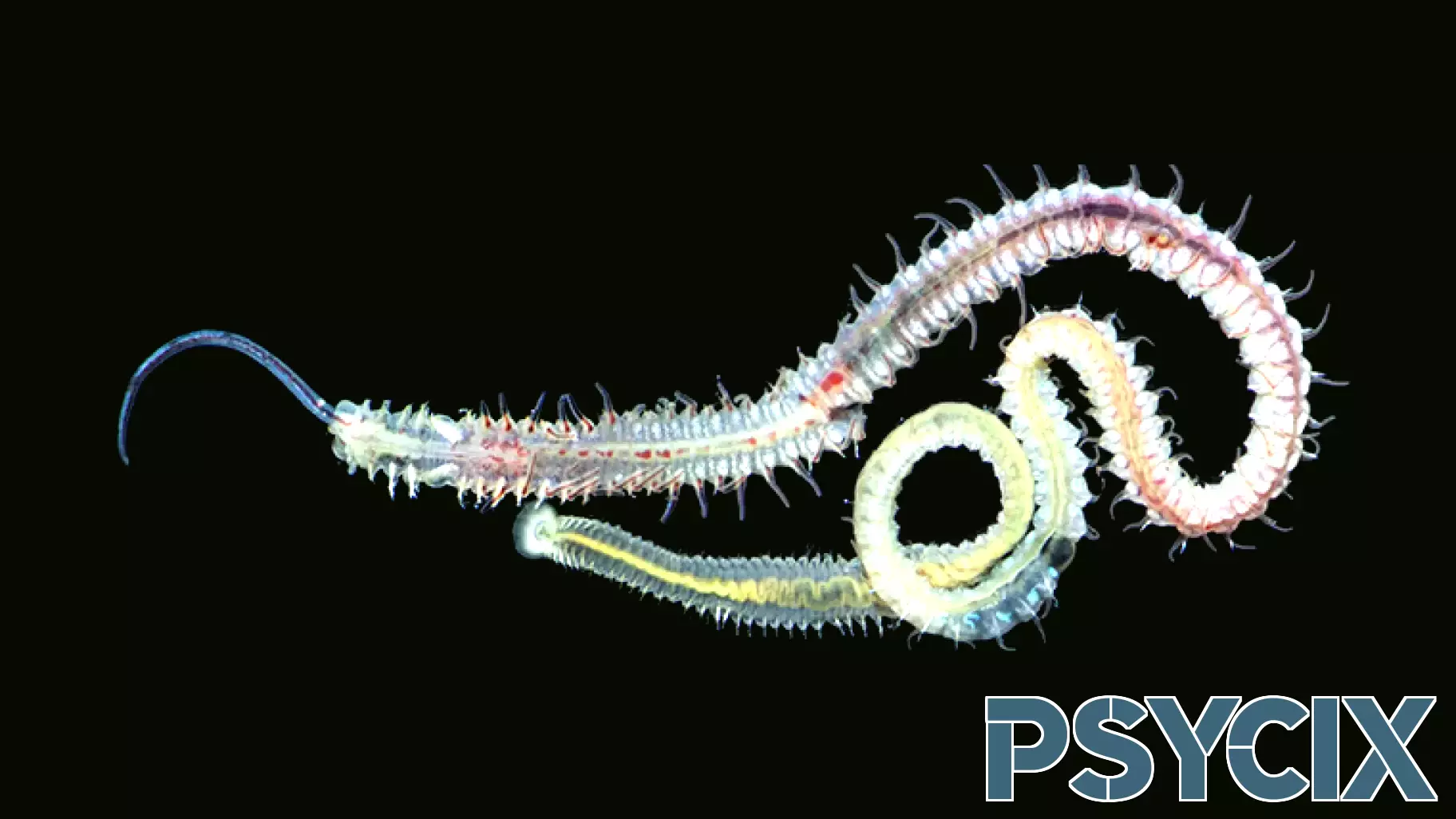 The Resilient Worm: A Mystery of Survival Through Catastrophes