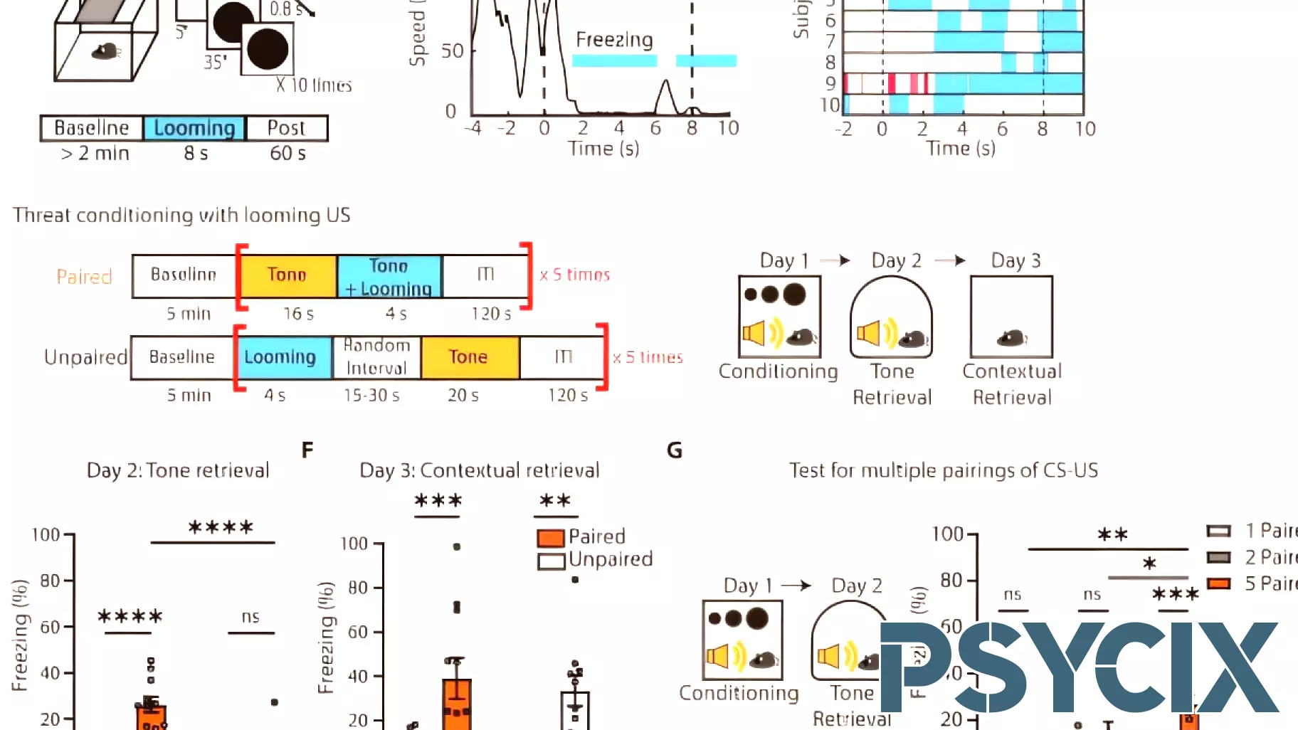 Understanding the Neural Pathways Behind Fear Memory Formation