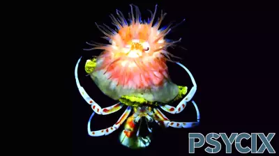 A Colorful Anemone Forms Unique Bonds with Hermit Crabs