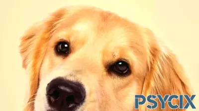 Midday Fix – THINK LIKE A DOG: How Positive Psychology Can Help Your Dog Thrive