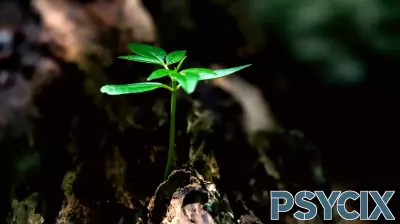 Personal Insights: Lessons on Resilience Gained from a War Zone