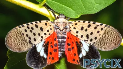 The Crucial Role of Cities in the Lanternfly Invasion
