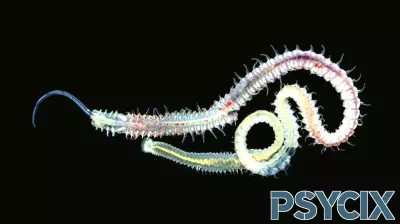 The Resilient Worm: A Mystery of Survival Through Catastrophes