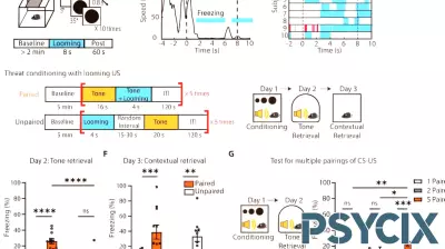 Understanding the Neural Pathways Behind Fear Memory Formation